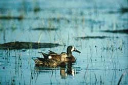 Bluewing Teal